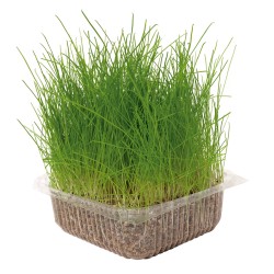 NATURAL GRASS FOR CATS