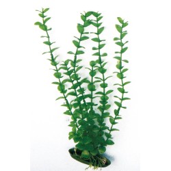 PLANTE PLASTIQUE ROTALA 2