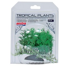 PLANTE TROPICALE 2