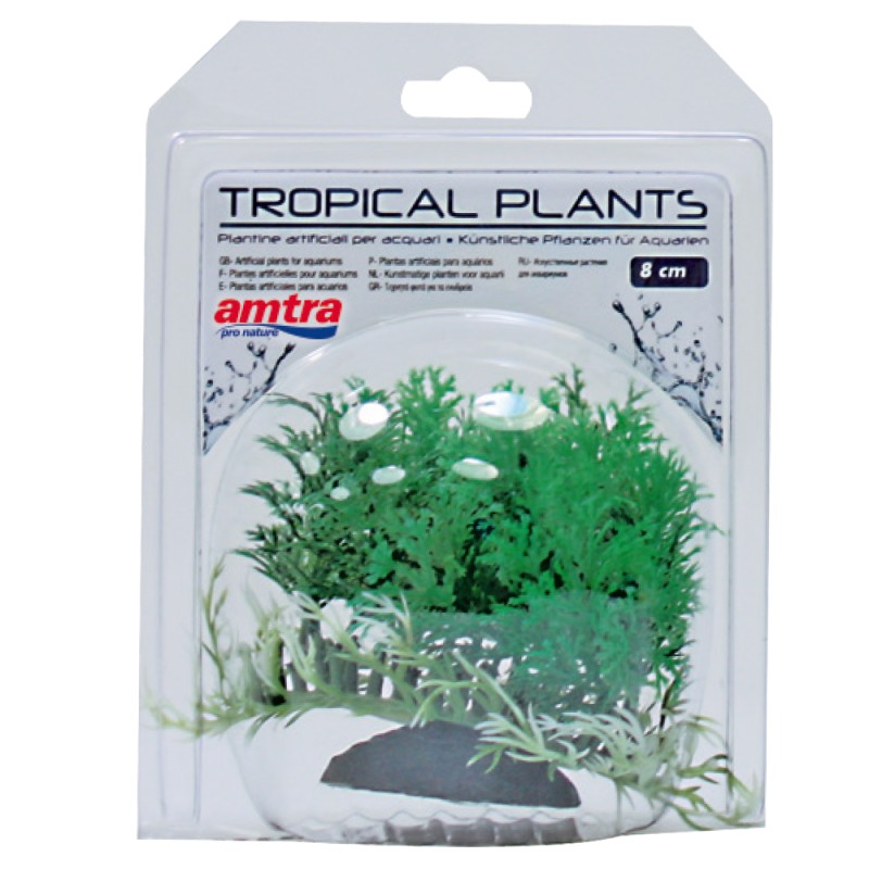 TROPICAL PLANT