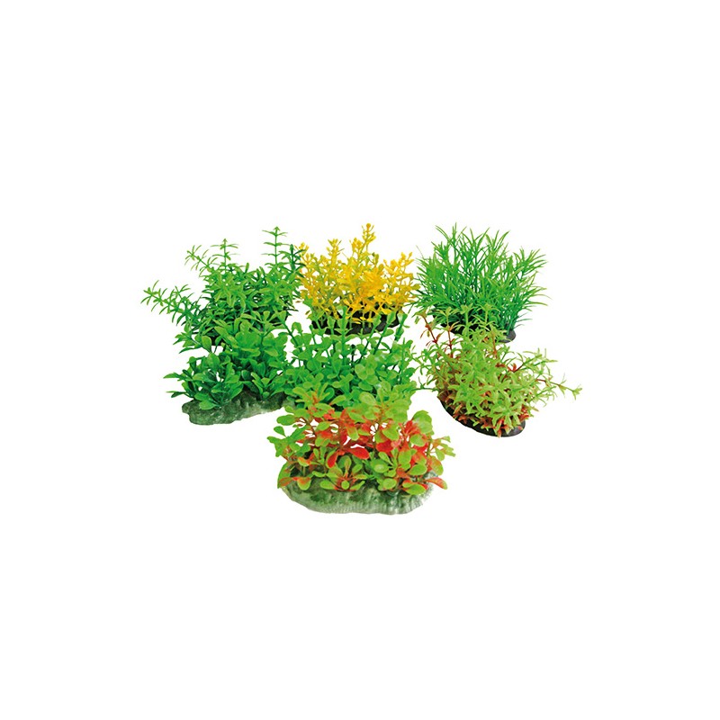 TROPICAL PLANT