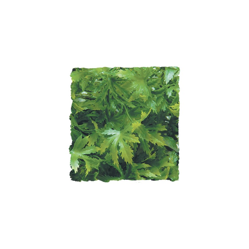 PFLANZE KUNSTSTOFF CANNABIS