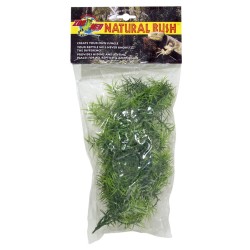 PLANTA PLASTICO CASHUARINA