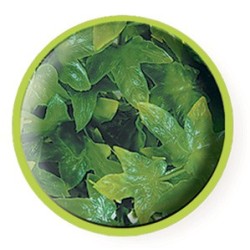 PLANTE PLASTIQUE CONGO 2