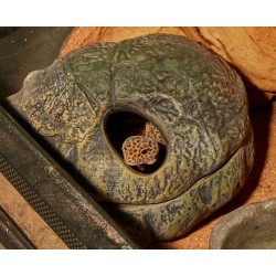 REPTI CAVERNA MÉDIA 2