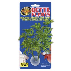 BETTA PLANT PAPAIA 2