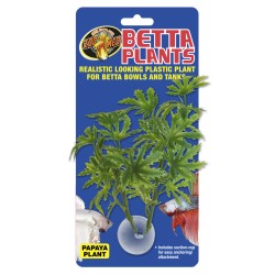 PAPAYA PLANT FOR BETTA