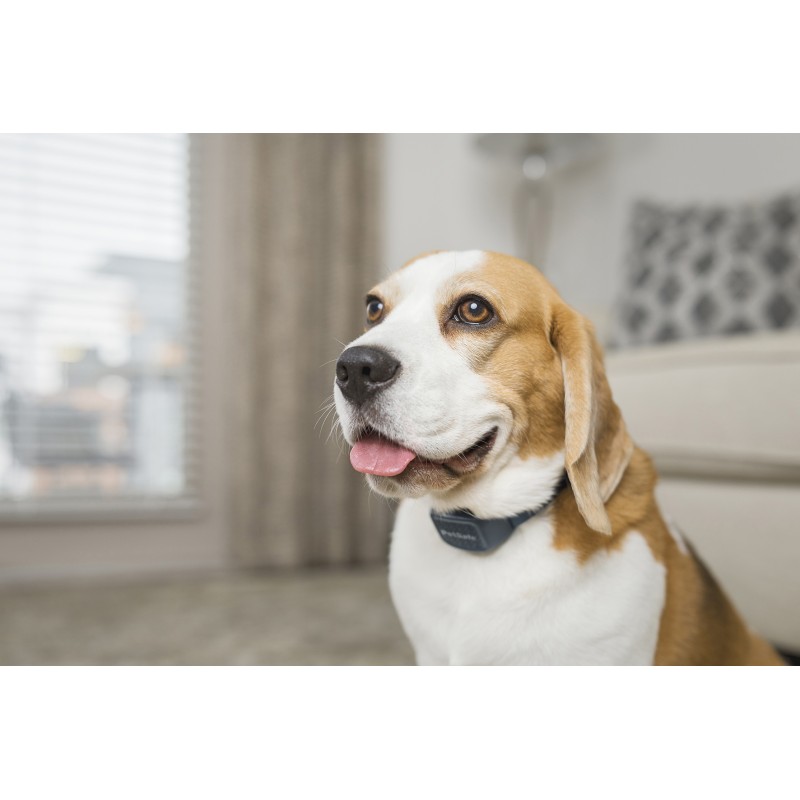 AUDIBLE ANTI-BARK COLLAR