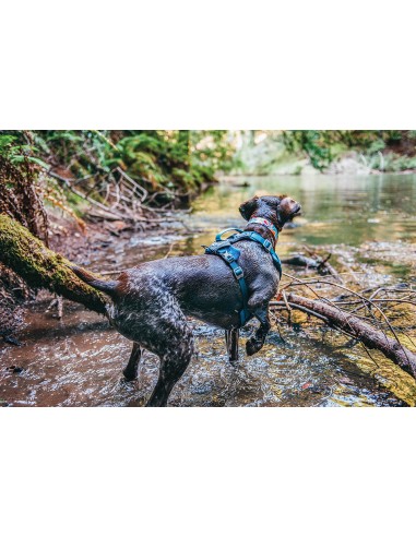 KURGO ARNES JOURNEY AIR