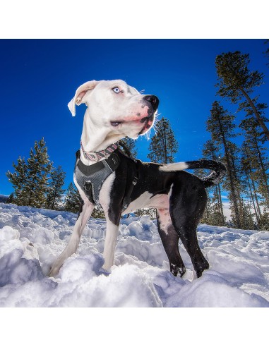 JORNADA AÉREA DE KURGO ARNES