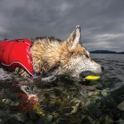 KURGO SKIPPING STONES TOY 2